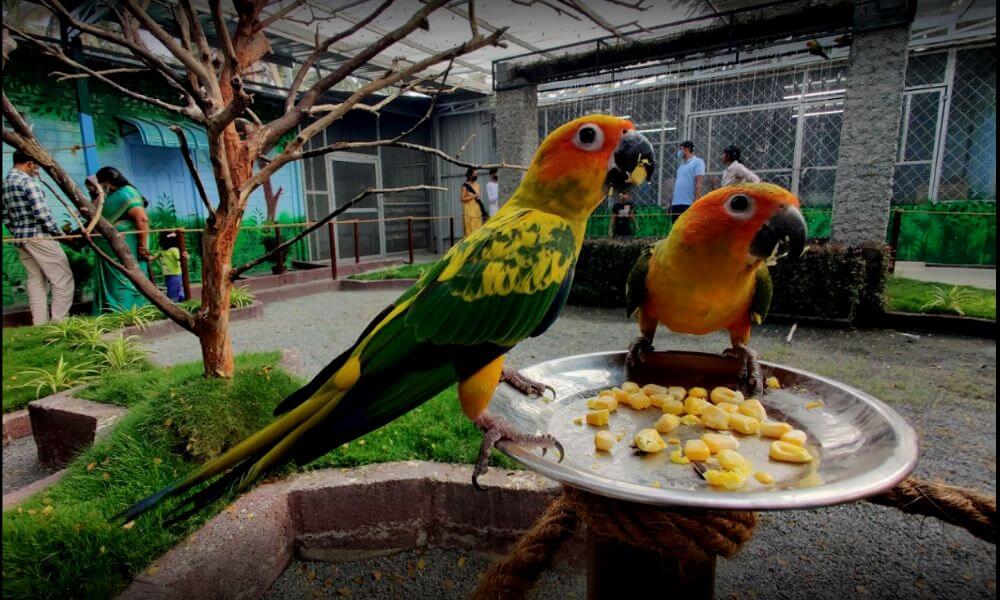 Exotic Bird Park Kookyland