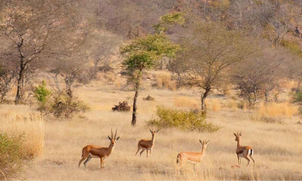 Madhav National Park