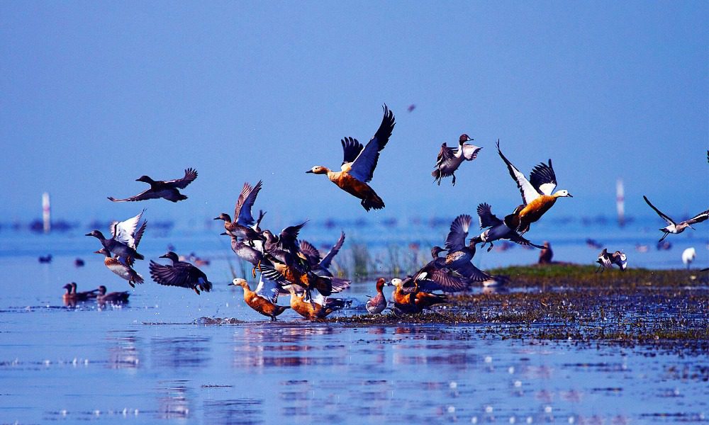 Chilika Wildlife Sanctuary