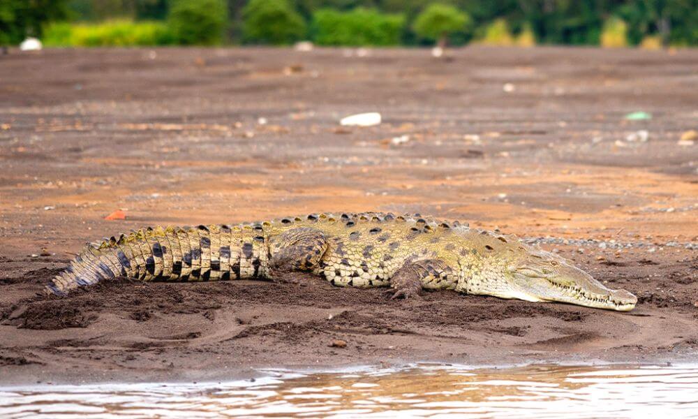 Crocodile Sightings In Jawai