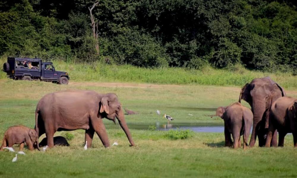 Explore The Mahananda Weir Wildlife Sanctuary