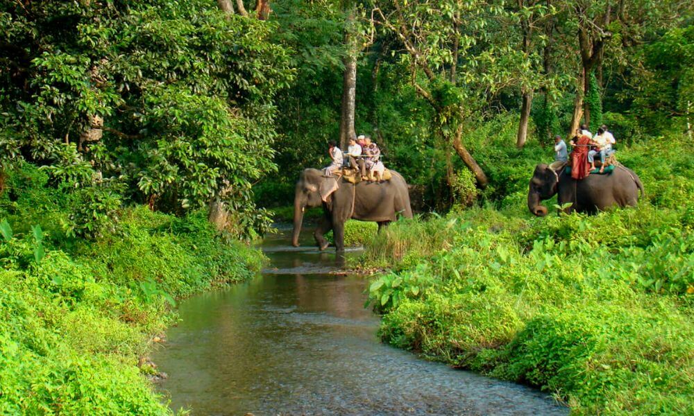 Jungle Safari At Chilapata Forest