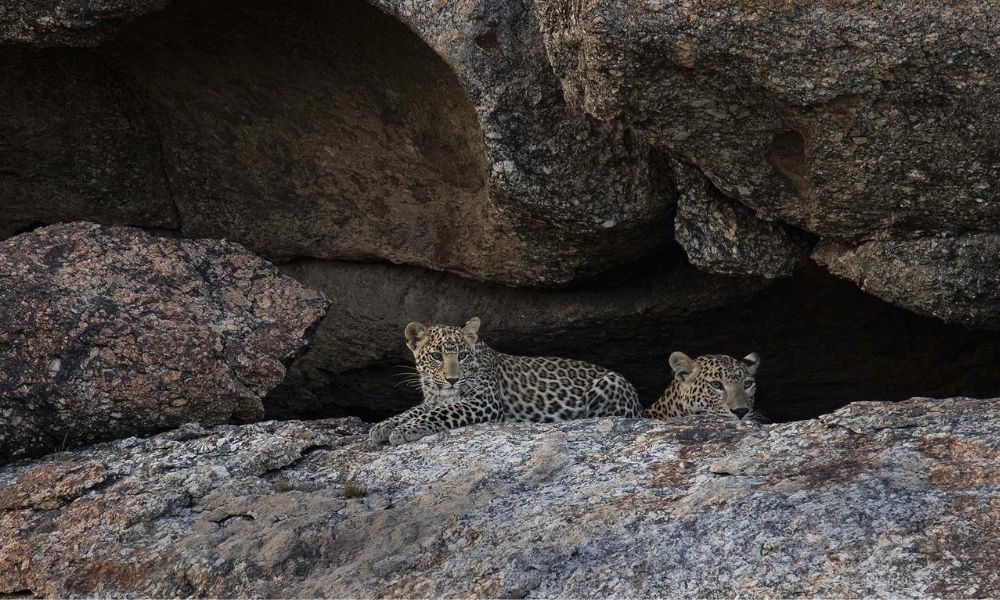 Learn To Spot The Leopards 