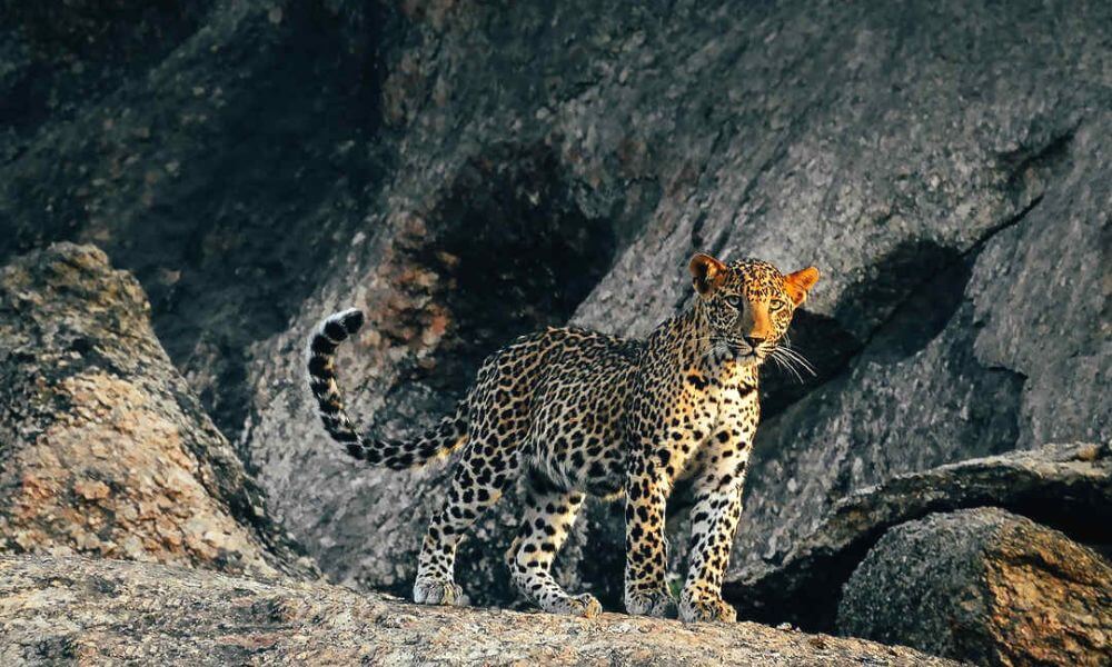 leopards In Jawai