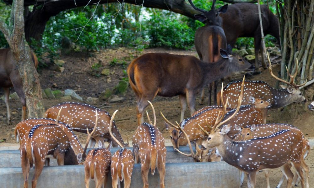 Bannerghatta National Park