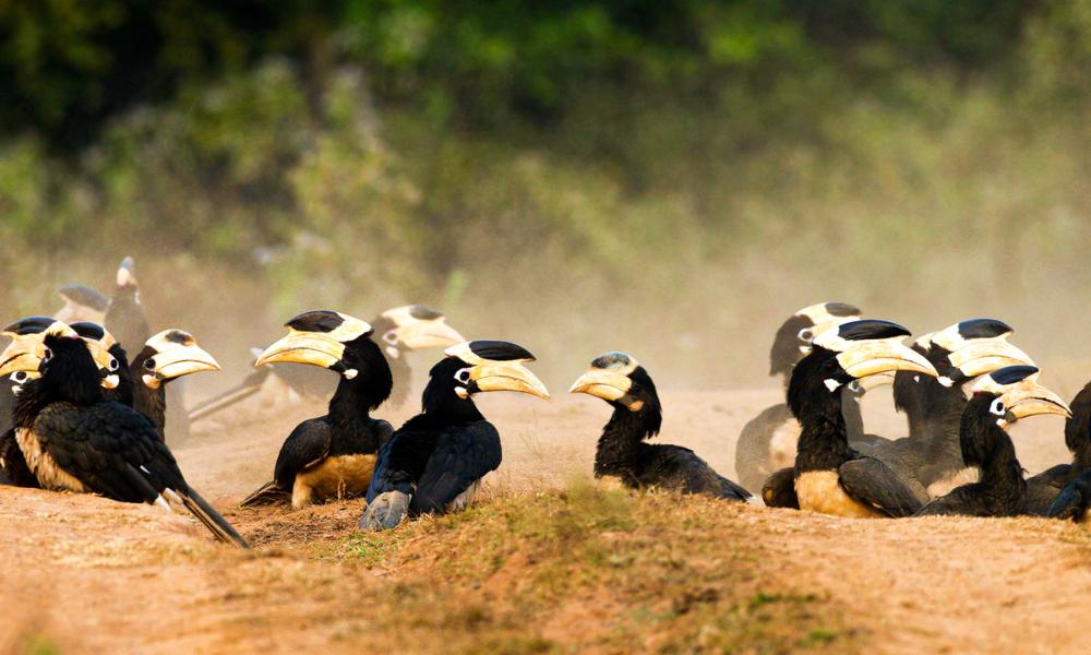 Dandeli Wildlife Sanctuary