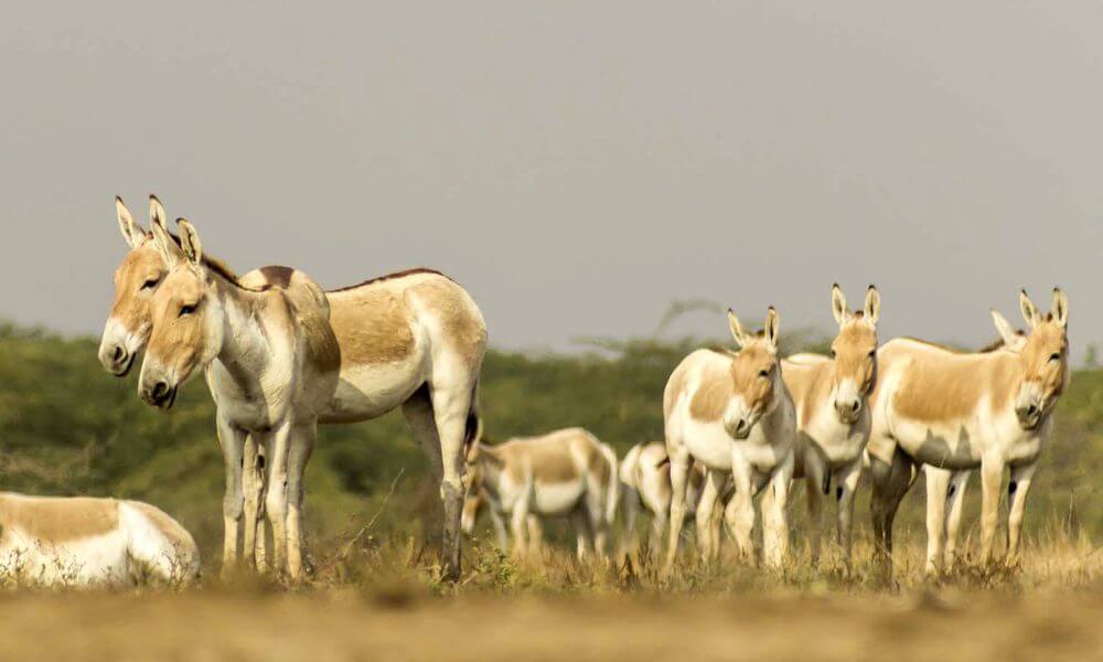 About Indian Wild Ass Sanctuary