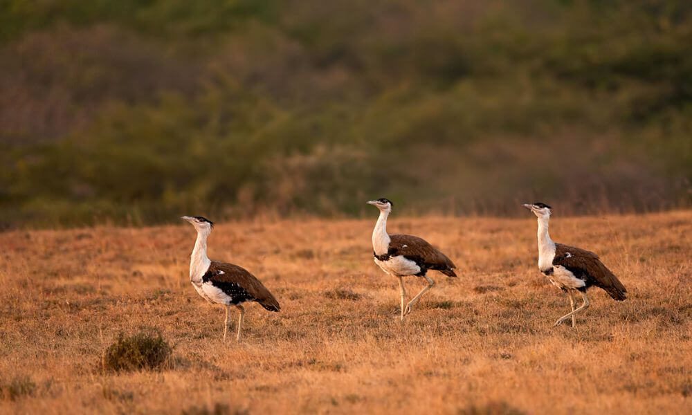 About Kutch Great Indian Bustard Sanctuary