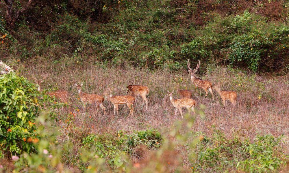 Mudumalai National Park