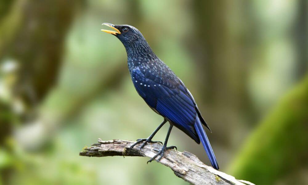 About Naina Devi Bird Reserve