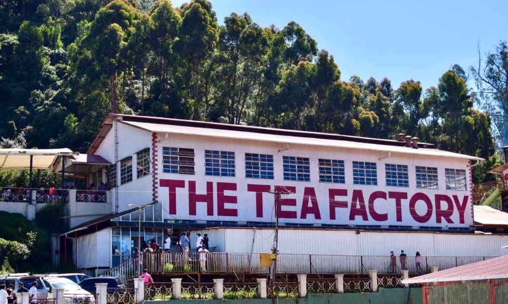 Tea Factory And Tea Museum
