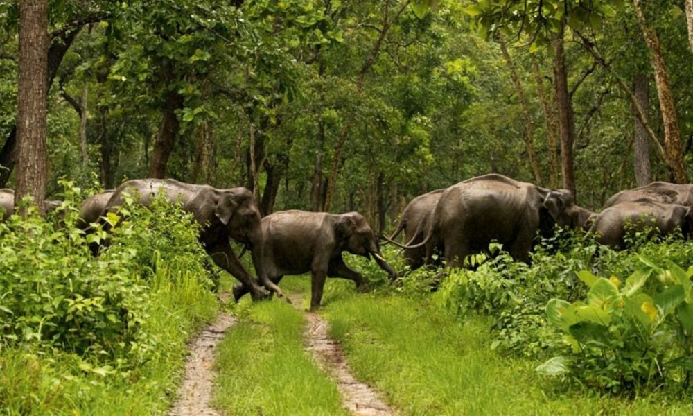 Ulipooni Wildlife Sanctuary