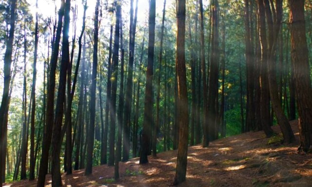 Vagamon Pine Forest