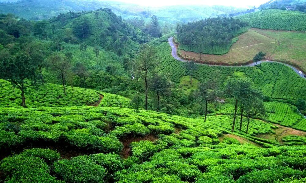 Vagamon Tea Estates