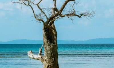 Must visit Places And Beaches In Andaman's Havelock Island!