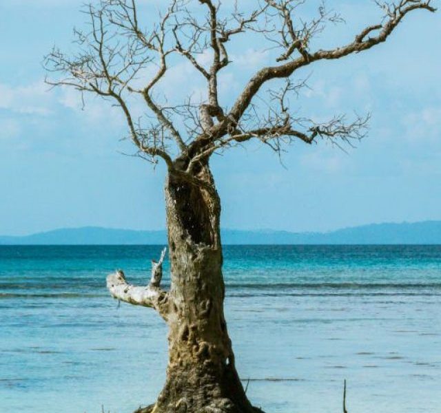 Must visit Places And Beaches In Andaman's Havelock Island!