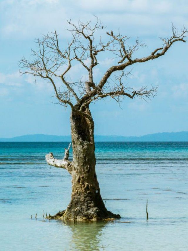 Must visit Places And Beaches In Andaman's Havelock Island!