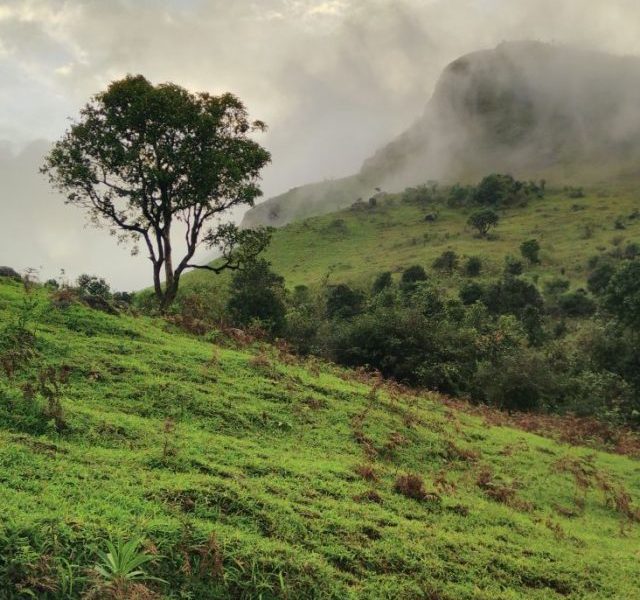 Top 12 Tourist Spots In Madikeri, Coorg!