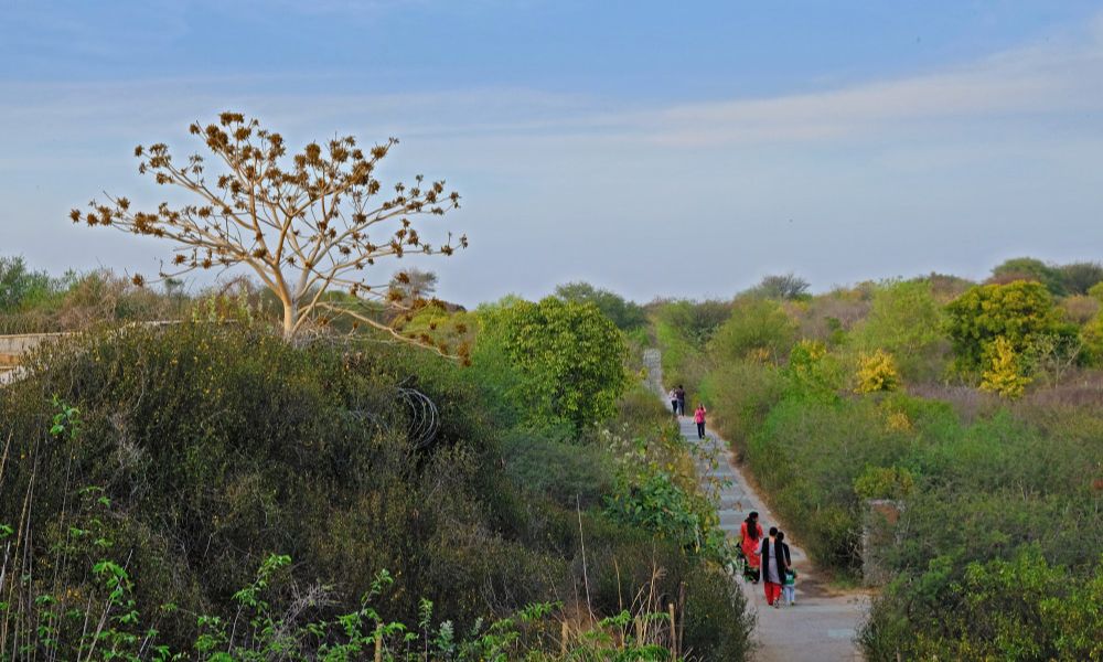 Aravalli Biodiversity Park