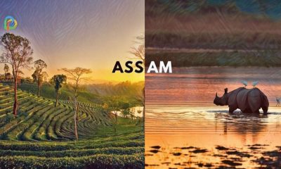 Assam Explore The Beauty Of Wildlife And Tea Plantations!