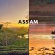 Assam Explore The Beauty Of Wildlife And Tea Plantations!