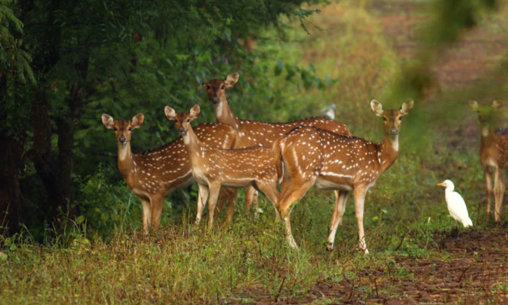 Binsar Wildlife Sanctuary