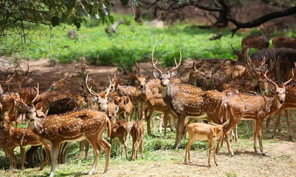 Chail Wildlife Sanctuary 