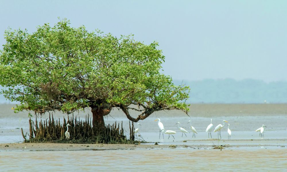 Coringa Wildlife Sanctuary