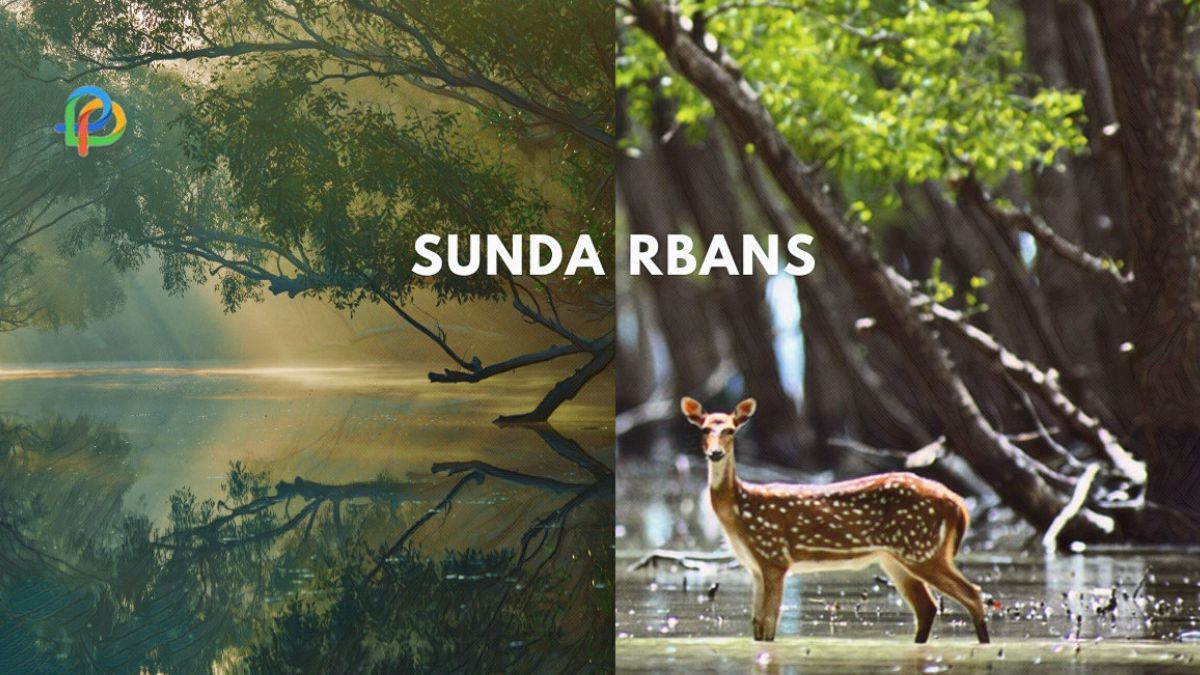 Explore Sundarbans The Attractive UNESCO Heritage Site!