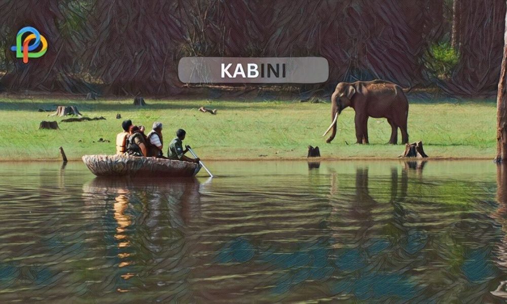 Explore The Wild Wonder Kabini A Complete Travel Guide For You!