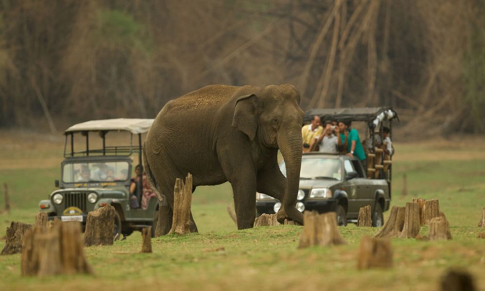 Explore The Wild Wonder Kabini A Complete Travel Guide For You!
