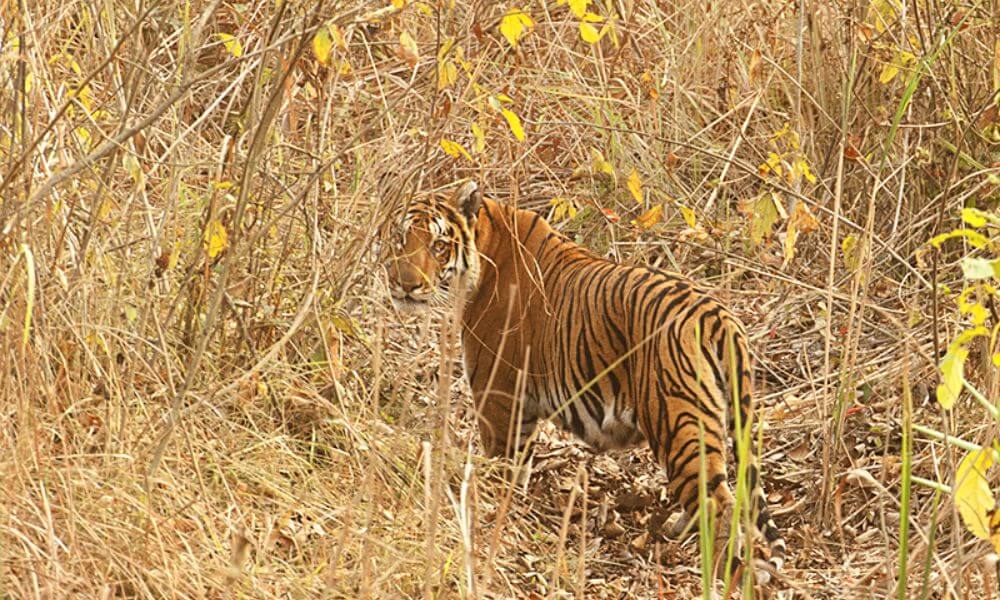 Kalagarh Tiger Reserve