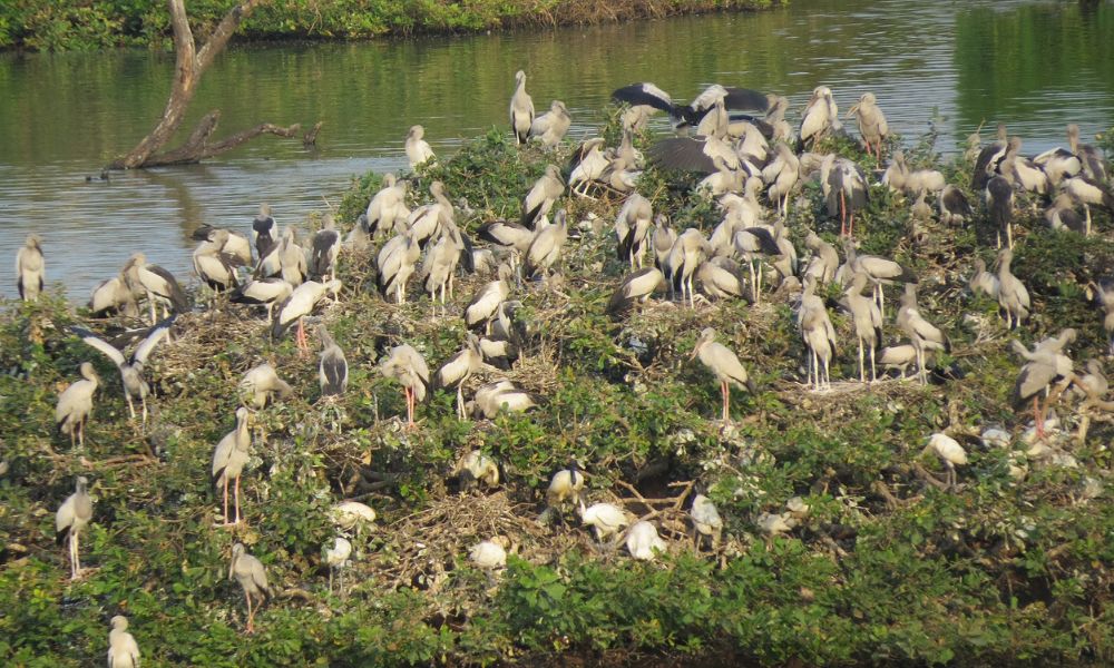 Karikili Bird Sanctuary