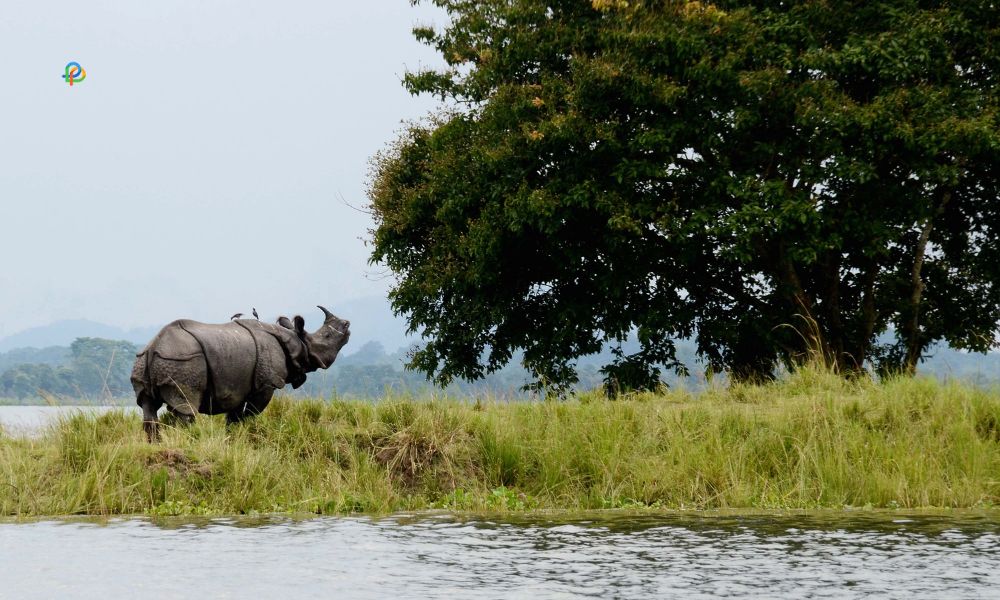 Kaziranga National Park, Assam