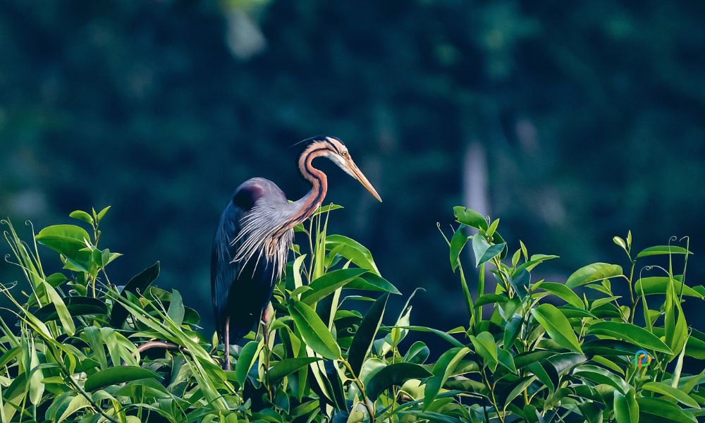 Kumarakom Bird Sanctuary-Tourist Places in Kottayam