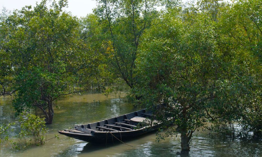 Mangrove Eco Garden