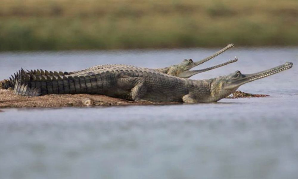 National Chambal Gharial Sanctuary