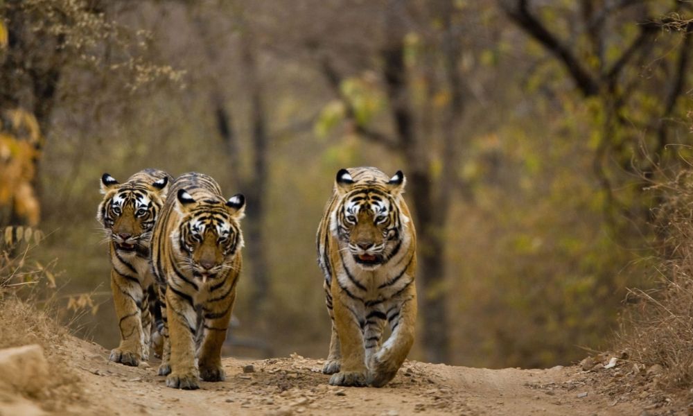 Ranthambore National Park