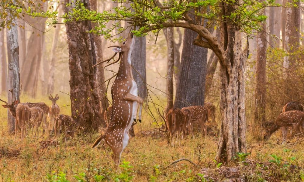 Renuka Wildlife Sanctuary  