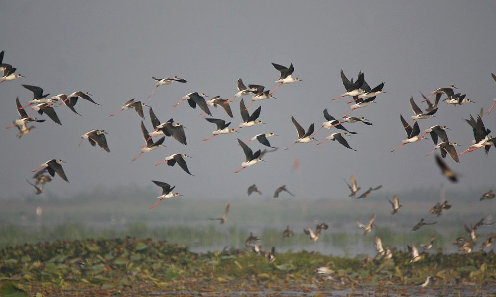 Sajnekhali Bird Sanctuary