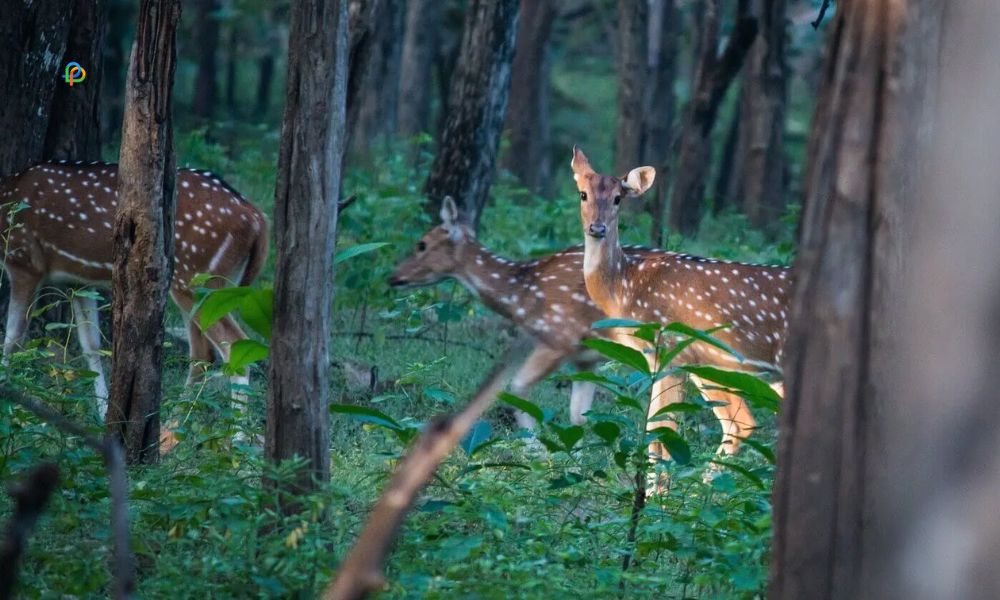 Shendurney Wildlife Sanctuary