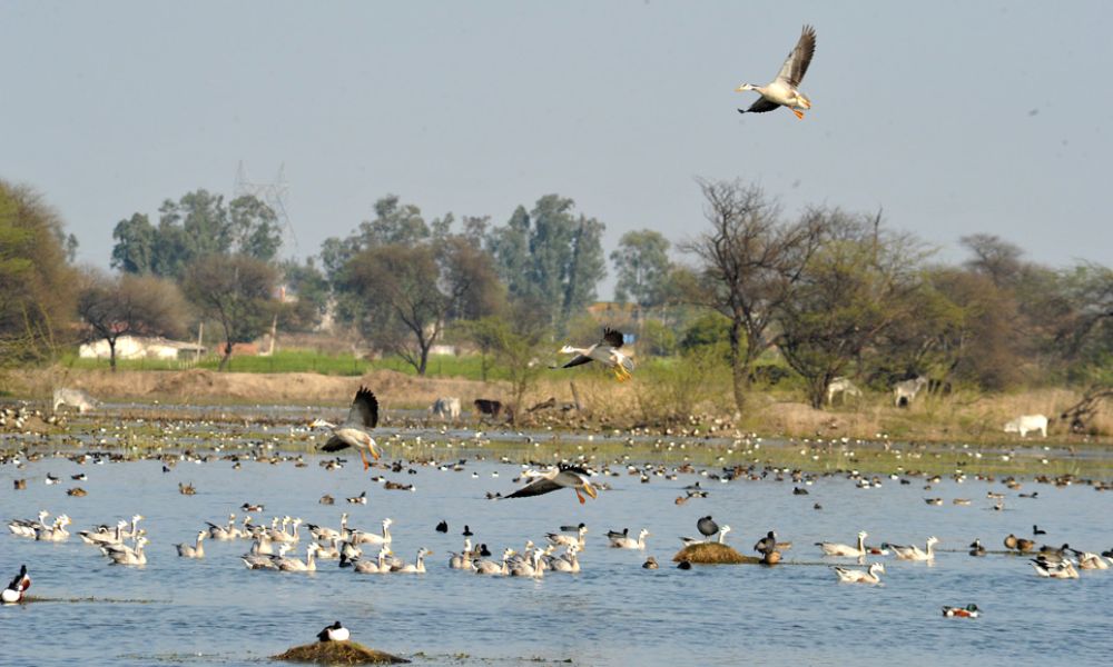 Sultanpur Bird Sanctuary 