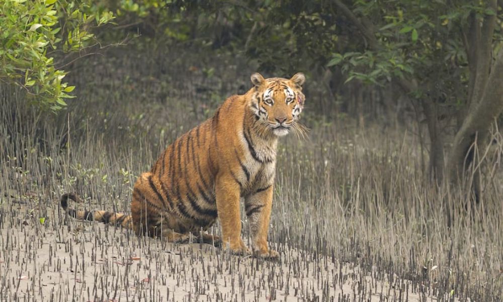Sundarban Roarwild Tourism