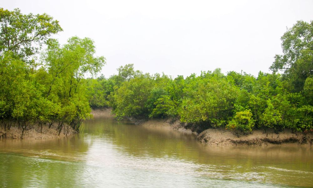 Sundarban Roarwild Tourism