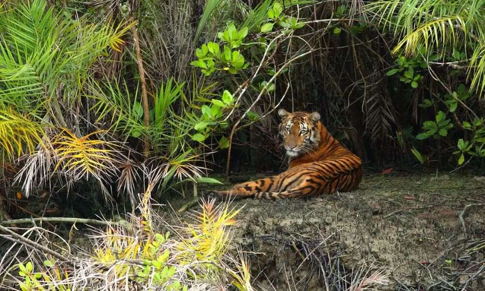 Sundarban Wild Safari