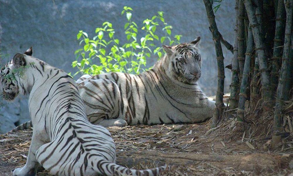 Vandalur Zoo