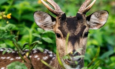 Kabini-Safari