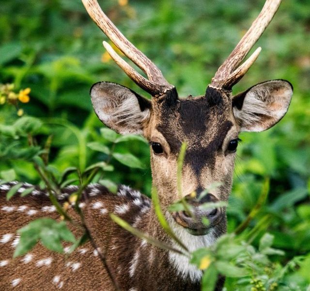 Kabini-Safari