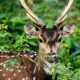 Kabini-Safari