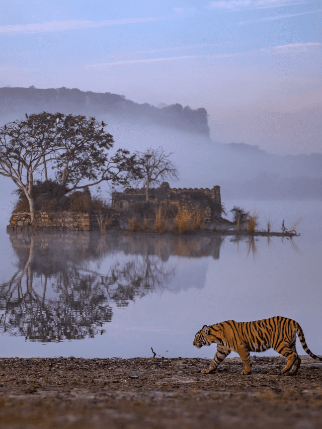 Discover The Most Famous Places In Ranthambore, Rajasthan